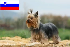 Read more about the article Yorkshire terrier tenyésztők és kölykök Szlovéniában