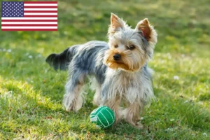 Read more about the article Yorkshire Terrier tenyésztők és kölykök az USA-ban