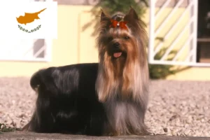 Read more about the article Yorkshire terrier tenyésztők és kölykök Cipruson