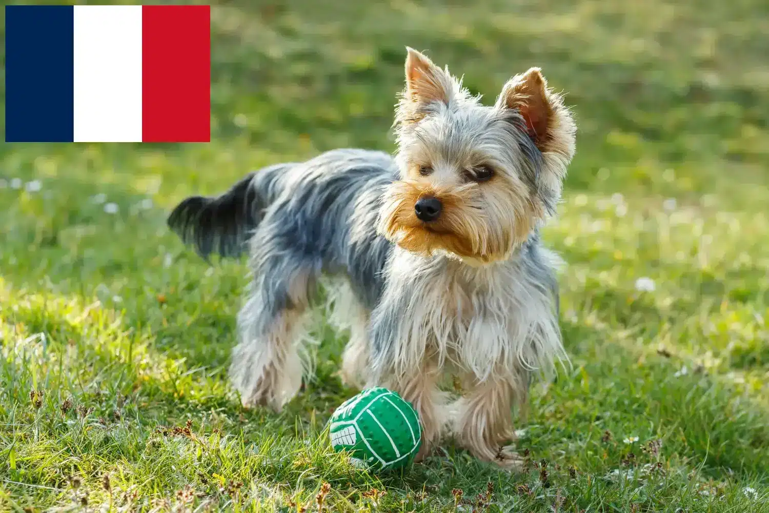 Read more about the article Yorkshire terrier tenyésztők és kölykök Franciaországban