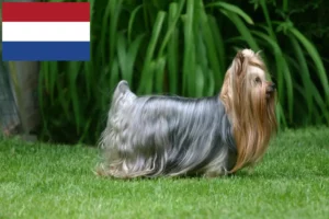 Read more about the article Yorkshire terrier tenyésztők és kölykök Hollandiában