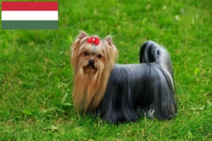 Read more about the article Yorkshire terrier tenyésztők és kölykök Magyarországon