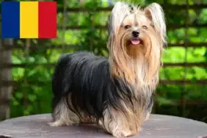 Read more about the article Yorkshire terrier tenyésztők és kölykök Romániában