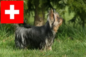 Read more about the article Yorkshire terrier tenyésztők és kölykök Svájcban