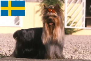 Read more about the article Yorkshire terrier tenyésztők és kölykök Svédországban