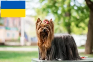 Read more about the article Yorkshire terrier tenyésztők és kölykök Ukrajnában