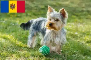 Read more about the article Yorkshire terrier tenyésztők és kölykök Moldova területén