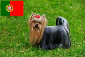 Read more about the article Yorkshire terrier tenyésztők és kölykök Portugáliában