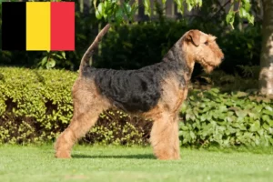 Read more about the article Airedale terrier tenyésztők és kölykök Belgiumban