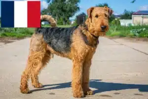 Read more about the article Airedale terrier tenyésztők és kölykök Franciaországban