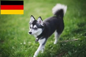 Read more about the article Alaszkai Klee Kai tenyésztők és kölykök Németországban