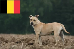 Read more about the article American Staffordshire Terrier tenyésztők és kölykök Belgiumban