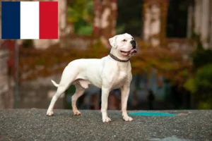 Read more about the article Amerikai bulldog tenyésztők és kölykök Réunionban