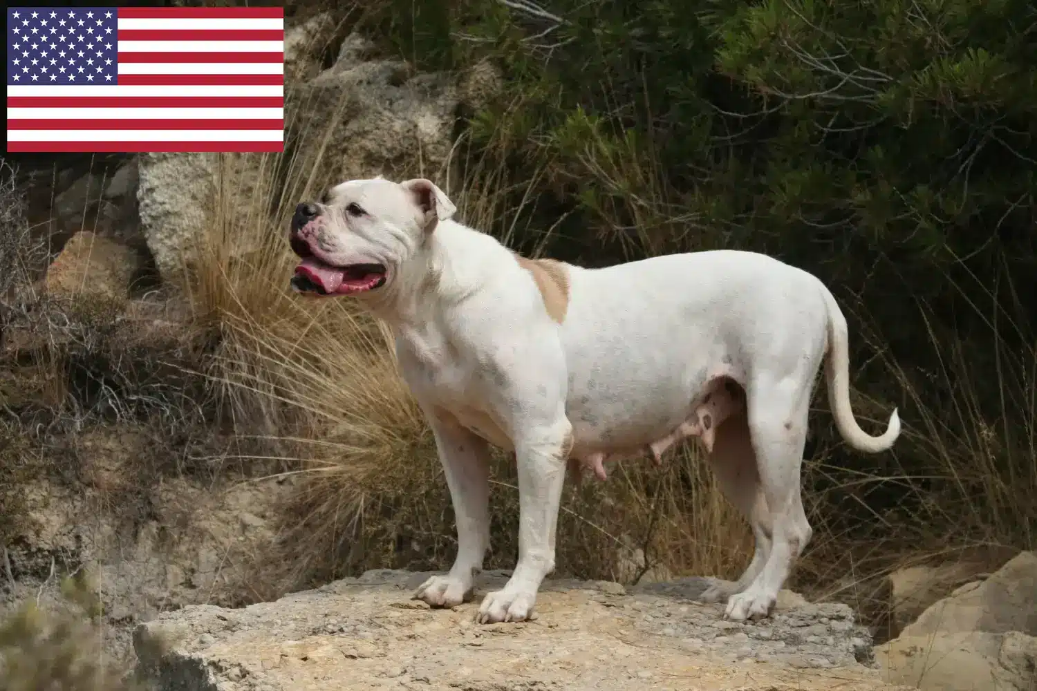 Read more about the article Amerikai bulldog tenyésztők és kölykök az USA-ban