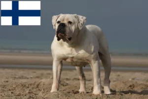 Read more about the article Amerikai bulldog tenyésztők és kölykök Finnországban