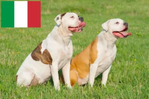 Read more about the article Amerikai bulldog tenyésztők és kölykök Olaszországban