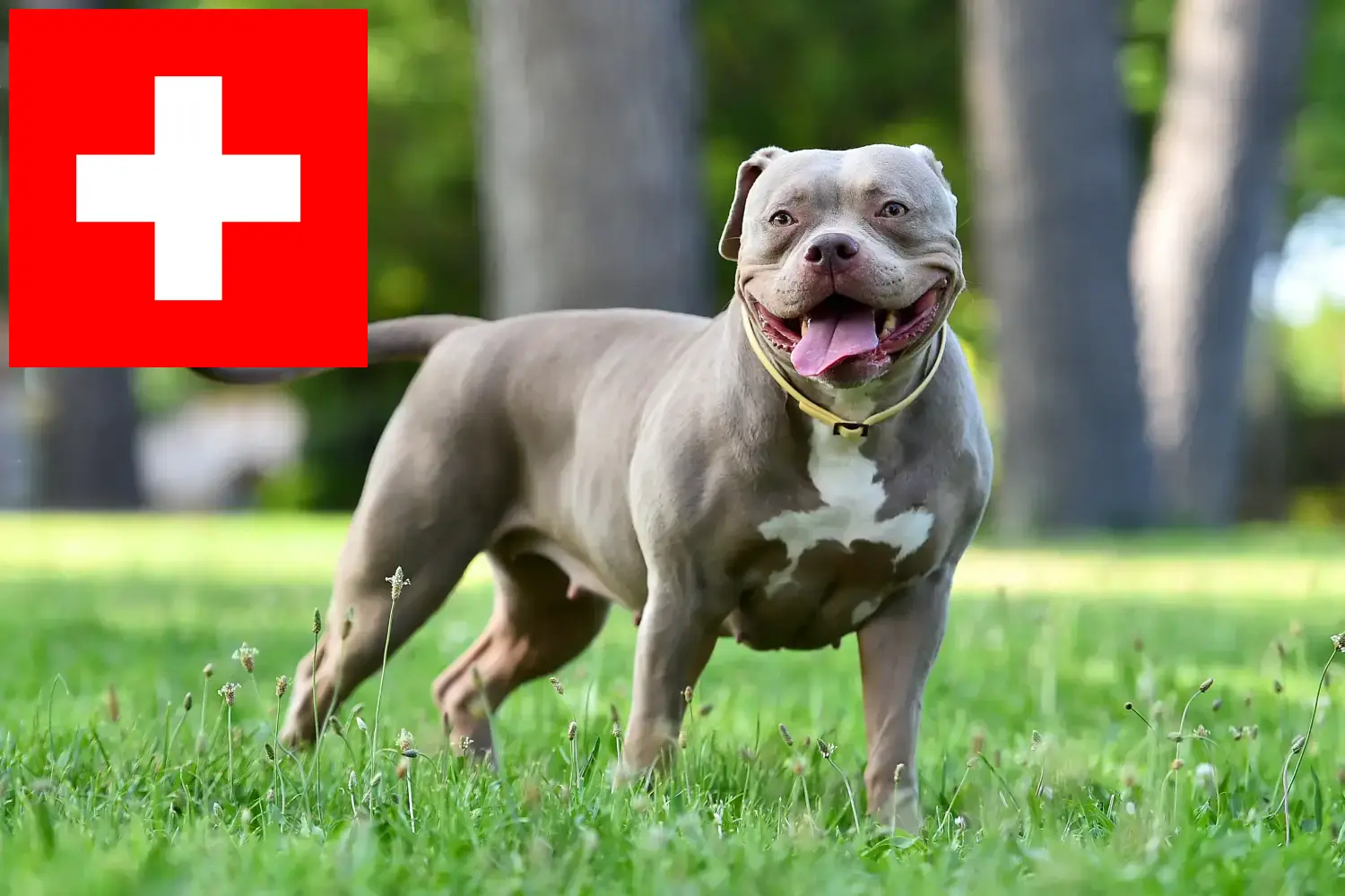 Read more about the article Amerikai bulldog tenyésztők és kölykök Svájcban