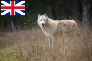 Read more about the article Amerikai farkaskutya tenyésztők és kölykök Nagy-Britanniában
