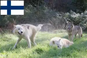 Read more about the article Amerikai farkaskutya tenyésztők és kölykök Finnországban
