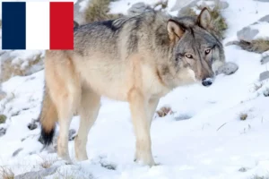Read more about the article Amerikai farkaskutya tenyésztők és kölykök Franciaországban