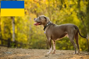 Read more about the article Amerikai Pit Bull Terrier tenyésztők és kölykök Ukrajnában