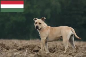 Read more about the article American Staffordshire Terrier tenyésztők és kölykök Magyarországon