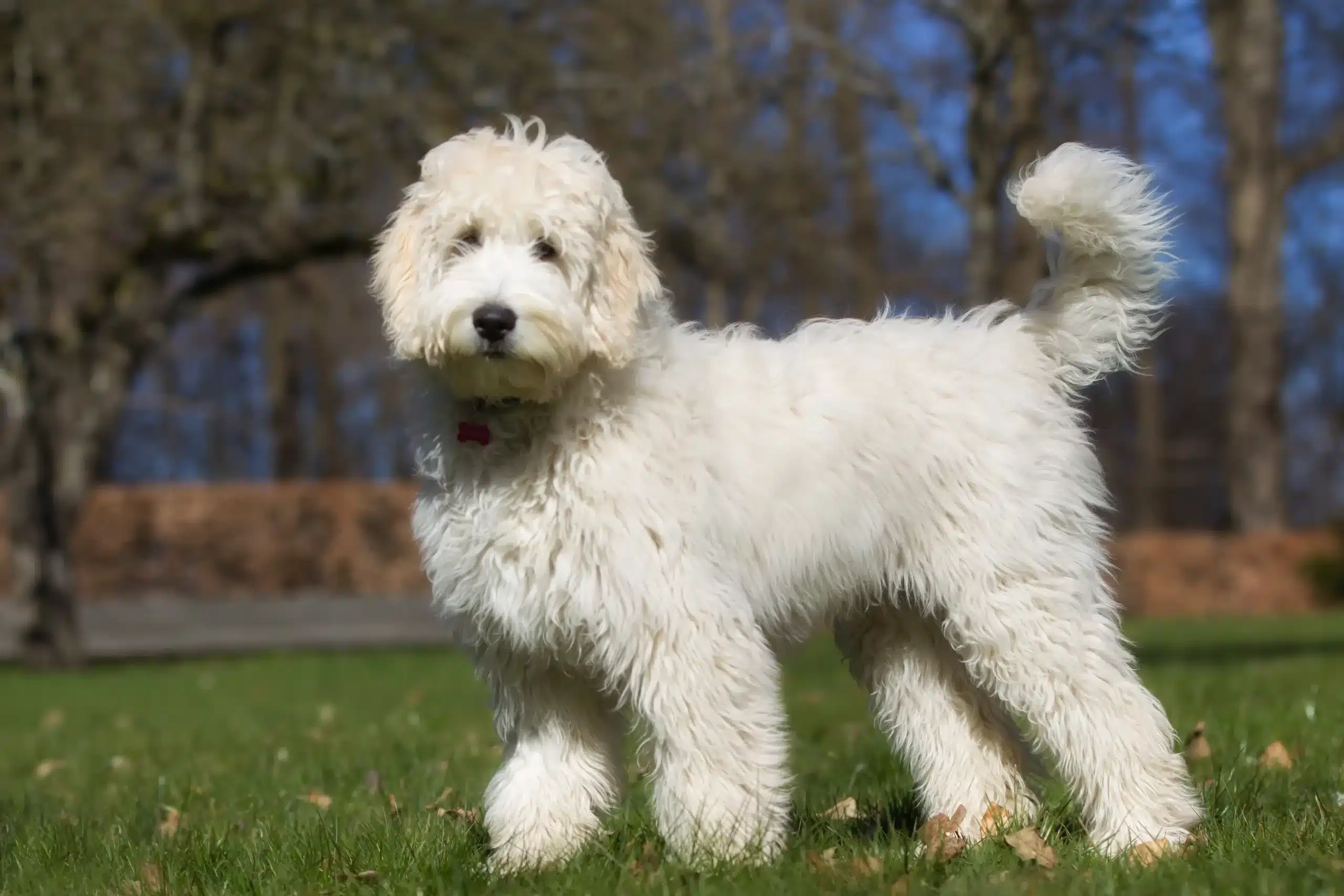 Read more about the article Ausztrál Labradoodle tenyésztő