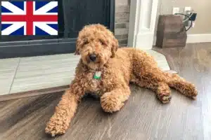 Read more about the article Ausztrál labradoodle tenyésztők és kölykök Nagy-Britanniában