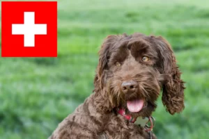 Read more about the article Ausztrál labradoodle tenyésztők és kölykök Svájcban