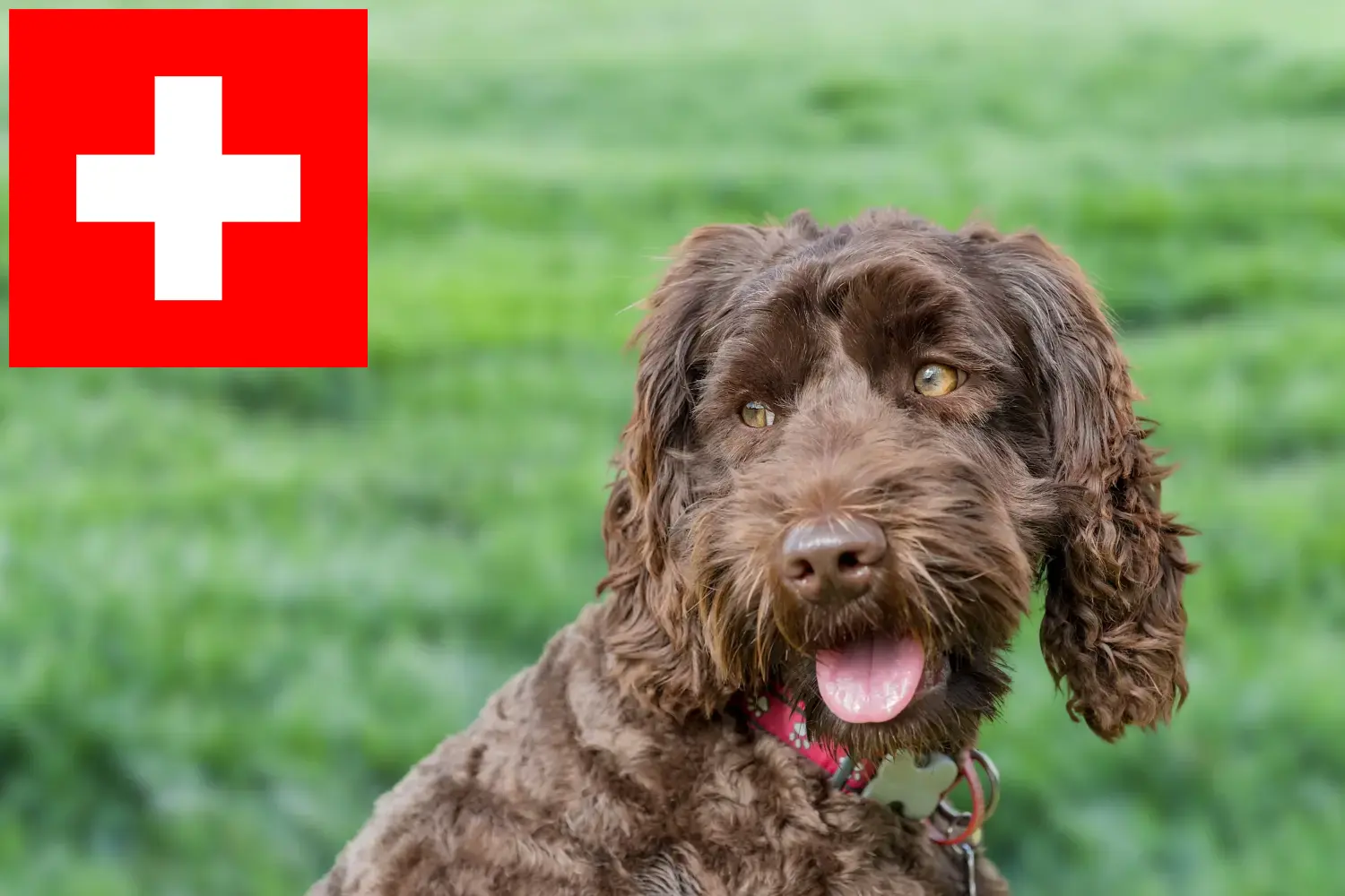 Read more about the article Ausztrál labradoodle tenyésztők és kölykök Svájcban