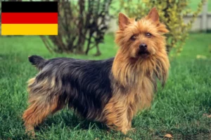 Read more about the article Ausztrál terrier tenyésztők és kölykök Németországban