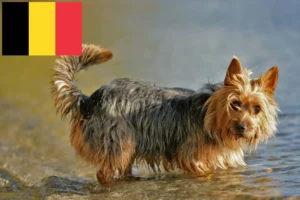 Read more about the article Ausztrál terrier tenyésztők és kölykök Belgiumban