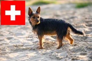 Read more about the article Ausztrál terrier tenyésztők és kölykök Svájcban