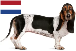 Read more about the article Basset Artésien Normand tenyésztők és kiskutyák Hollandia területén