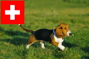 Read more about the article Basset Artésien Normand tenyésztők és kiskutyák Svájcban