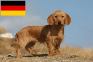 Read more about the article Basset fauve de Bretagne tenyésztők és kiskutyák Németországban