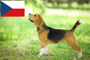 Read more about the article Beagle tenyésztők és kölykök Csehországban