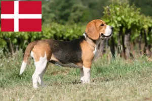 Read more about the article Beagle tenyésztők és kölykök Dániában