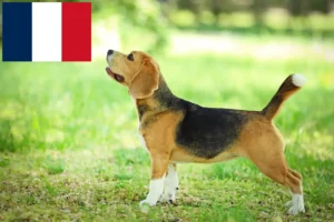 Read more about the article Beagle tenyésztők és kölykök Franciaországban