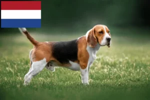 Read more about the article Beagle tenyésztők és kölykök Hollandiában