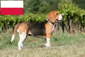 Read more about the article Beagle tenyésztők és kölykök Lengyelországban