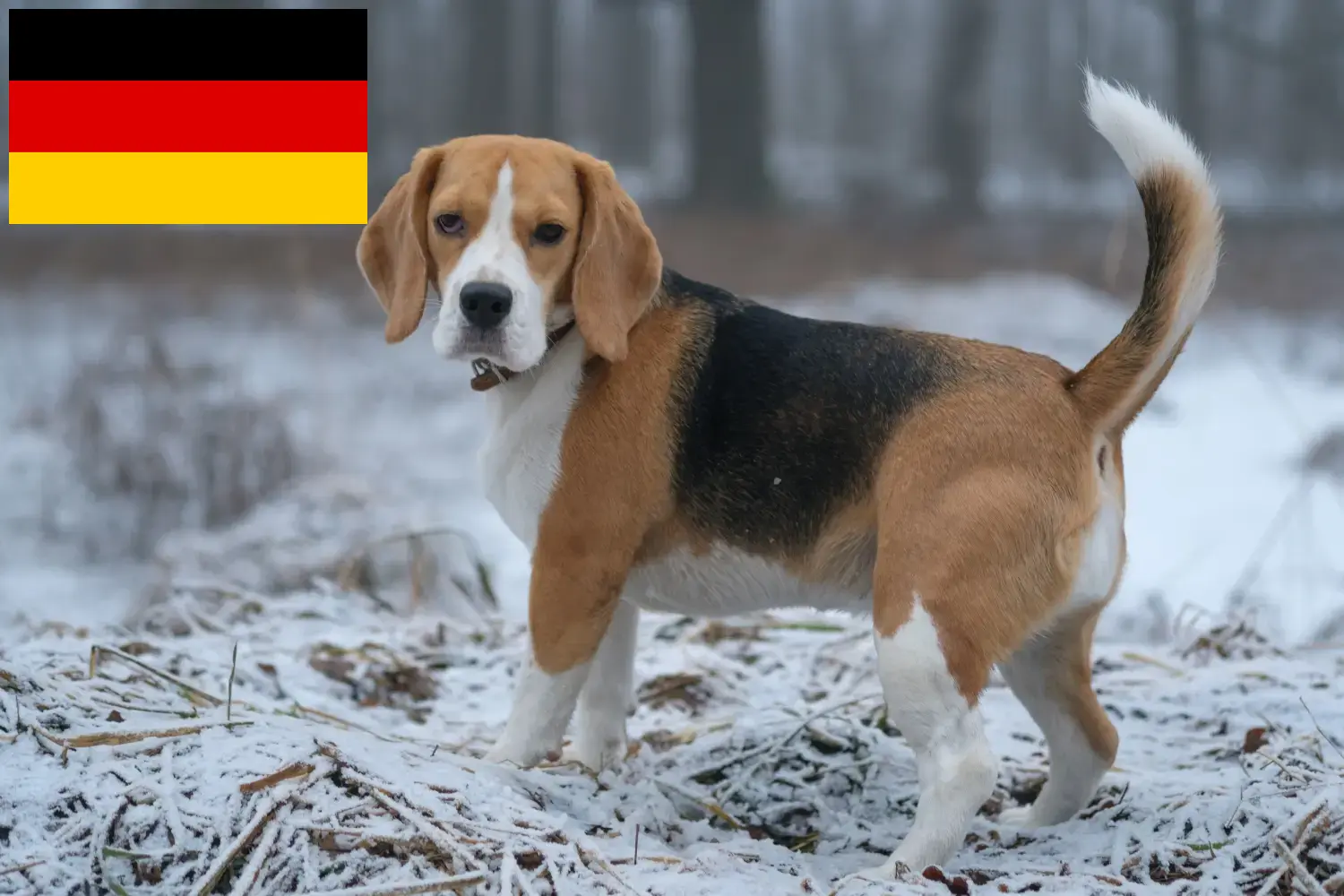 Read more about the article Beagle tenyésztők és kiskutyák Németországban