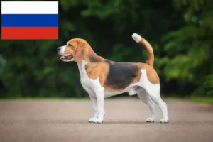 Read more about the article Beagle tenyésztők és kölykök Oroszországban