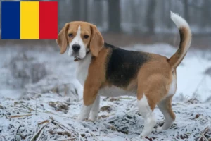 Read more about the article Beagle tenyésztők és kölykök Romániában