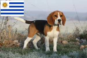 Read more about the article Beagle tenyésztők és kölykök Uruguayban