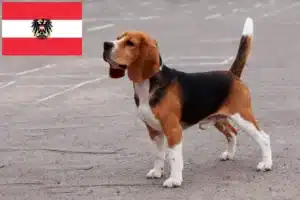 Read more about the article Beagle tenyésztők és kölykök Ausztriában