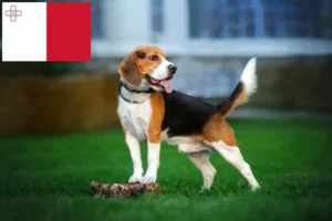 Read more about the article Beagle tenyésztők és kölykök Máltán