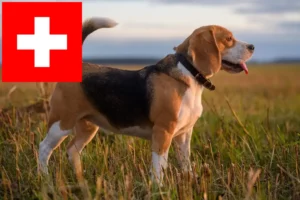 Read more about the article Beagle tenyésztők és kölykök Svájcban