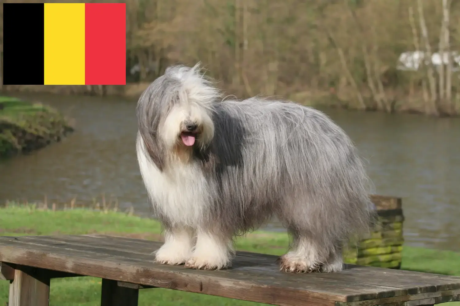 Read more about the article Bearded Collie tenyésztők és kölykök Belgiumban