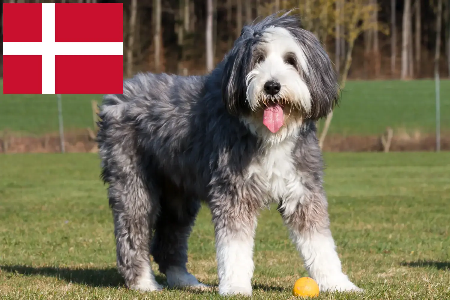 Read more about the article Bearded Collie tenyésztők és kiskutyák Dánia területén